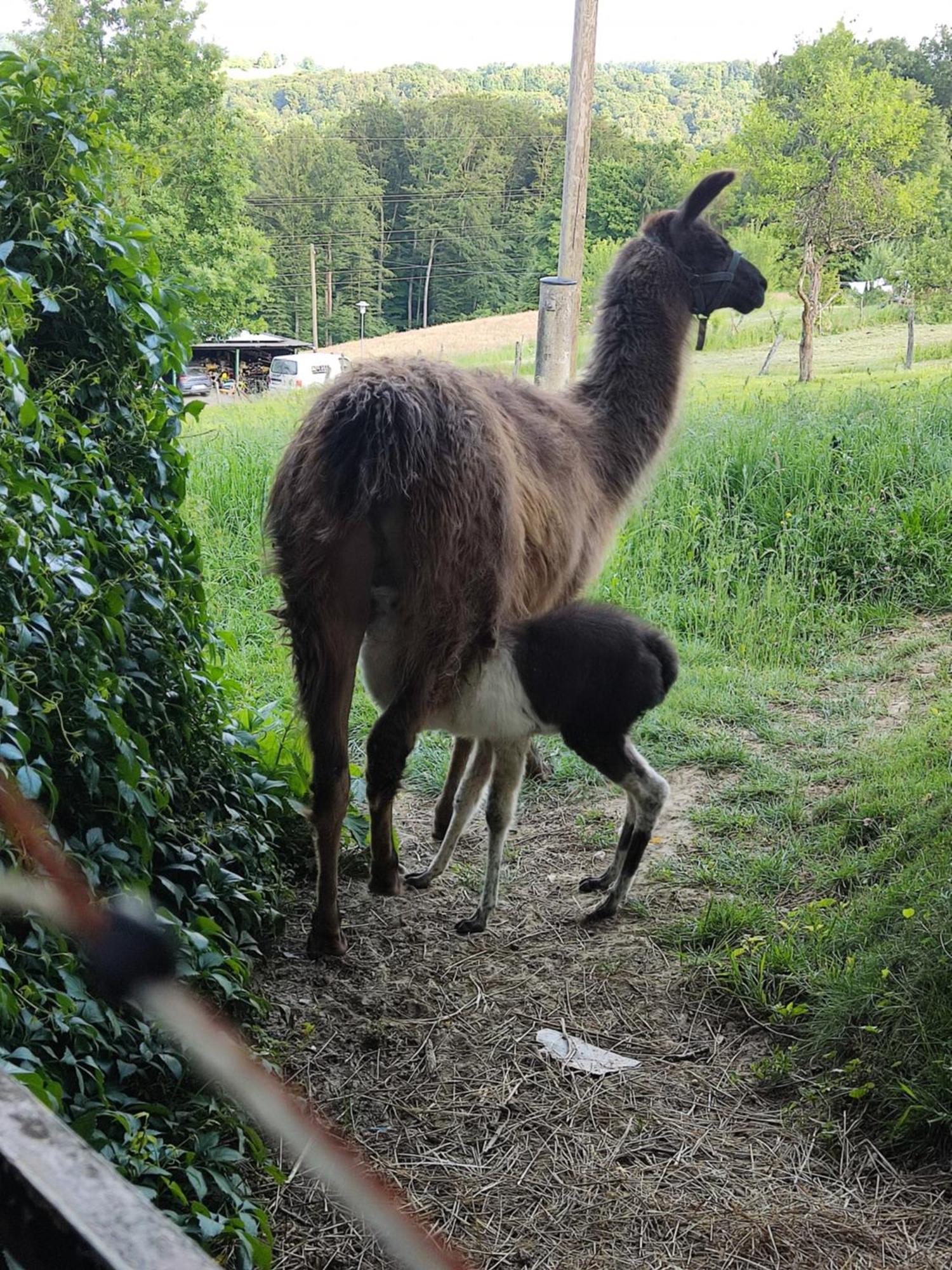 Biohof Koller Villa Weichselbaum Bagian luar foto